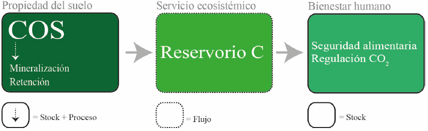 Esquematizaci&oacute;n del proceso de vinculaci&oacute;n entre el suelo, el servicio ecosist&eacute;mico y el bienestar humano. Los cuadros con l&iacute;neas continuas indican &ldquo;stock&rdquo; de C del suelo. La flecha con l&iacute;nea punteada al interior del cuadro representa los procesos que afectan al C del suelo. Finalmente, la l&iacute;nea punteada que rodea el cuadro corresponde a los flujos de C en el suelo.