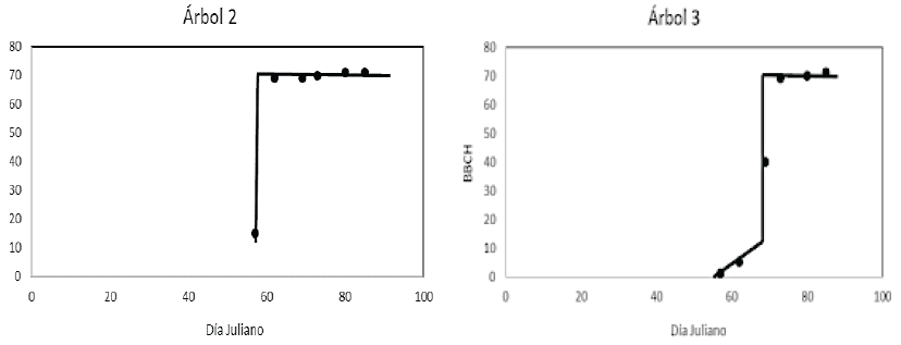 Patr&oacute;n de etapas fenol&oacute;gicas en la escala BBCH para A. farnesiana (L.) Willd. El cambio del patr&oacute;n entre estadios desde la aparici&oacute;n de yemas foliares al desarrollo de las hojas es muy r&aacute;pido. 