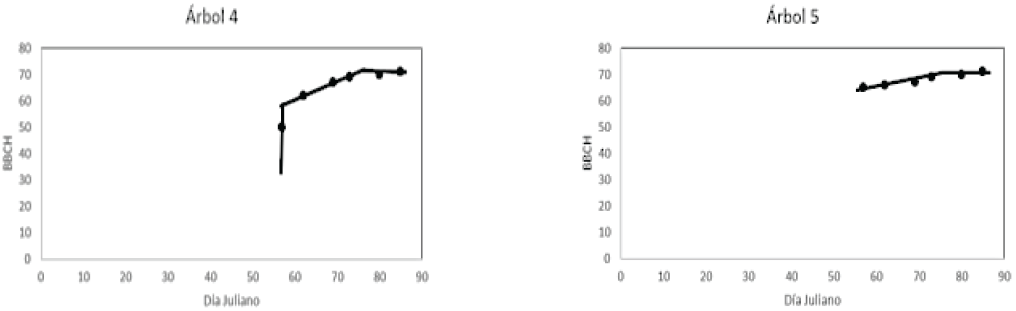 Patrones de fenoestadios en la escala BBCH del desarrollo vegetativo y floraci&oacute;n para los &aacute;rboles de huizache 4 y 5. 