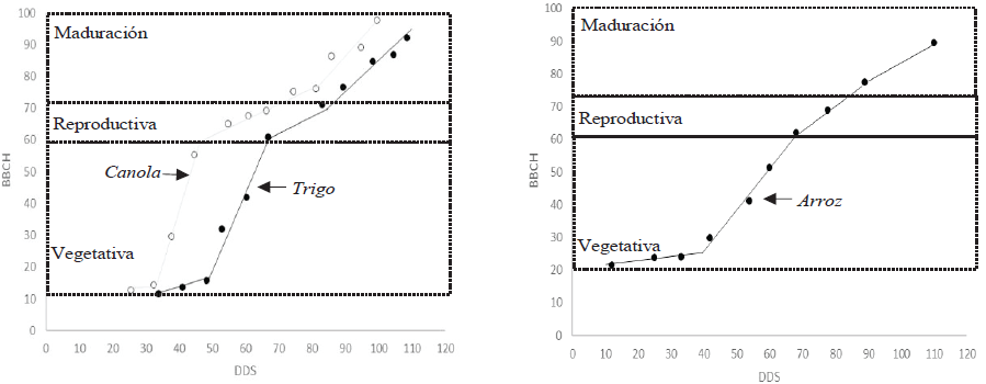 Patrones fenol&oacute;gicos de cultivos anuales bajo la codificaci&oacute;n BBCH. Fuente: Elaboraci&oacute;n propia con datos de Behrens et al. (2006), Canisius et al. (2018) y Erten et al. (2014). *DDS = d&iacute;as despu&eacute;s de la siembra. 