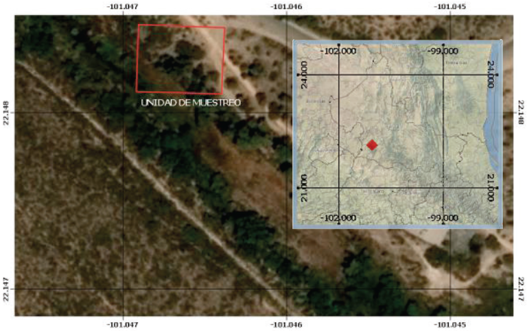 Localizaci&oacute;n y establecimiento de la parcela para el muestreo de &aacute;rboles de huizache (Acacia farnesiana (L.) Willd.). 