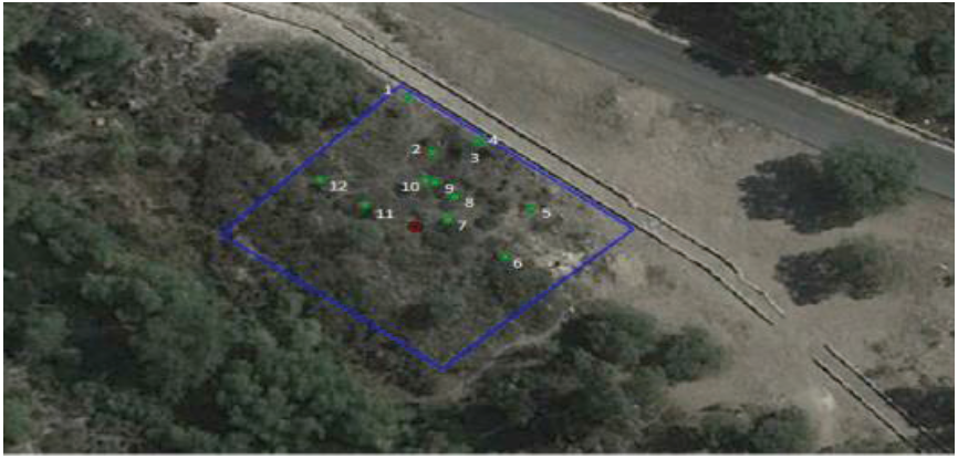 Localizaci&oacute;n e identificaci&oacute;n de huizaches dentro de la unidad de muestreo 1. 