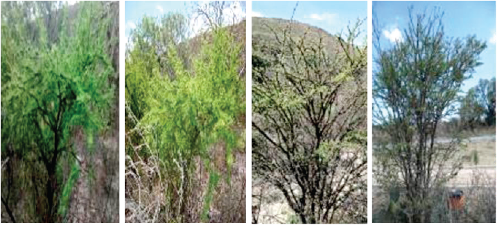 Ejemplares de huizache (A. farnesiana (L.) Willd.), bajo seguimiento fenol&oacute;gico. 