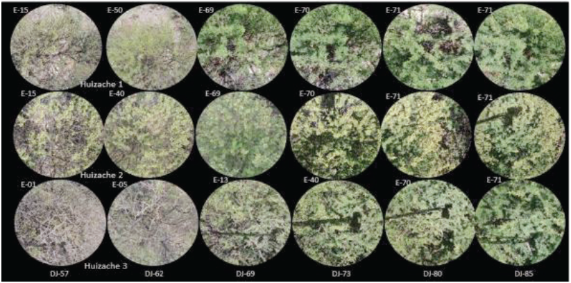 Estadios fenol&oacute;gicos (E) de &aacute;rboles de huizache 1, 2 y 3; medidos en los d&iacute;as julianos (DJ) del 57 al 85. 