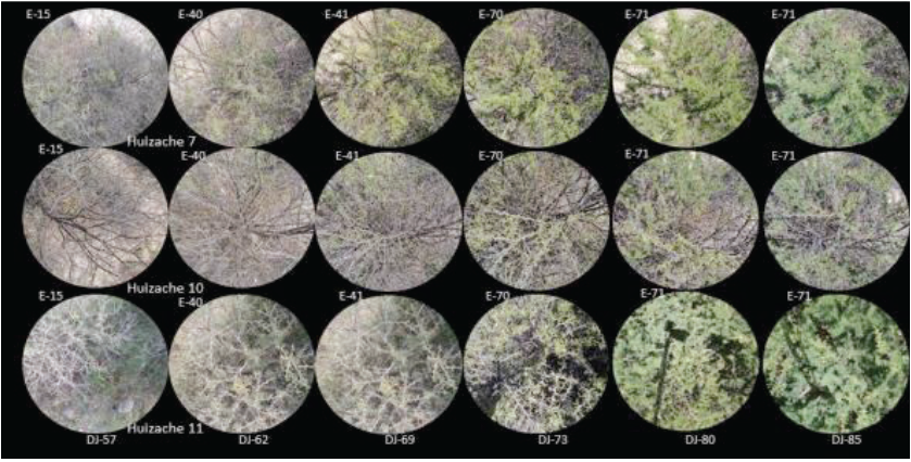 &Aacute;rboles de huizache 7, 10 y 11, sin etapa fenol&oacute;gica de floraci&oacute;n durante el tiempo de medici&oacute;n. Estadios fenol&oacute;gicos (E), d&iacute;as julianos (DJ). 
