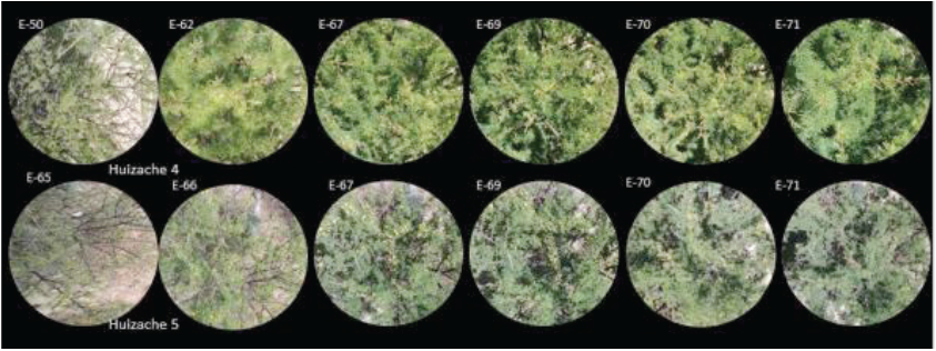 &Aacute;rboles de huizache 4 y 5, con etapa fenol&oacute;gica de floraci&oacute;n. Estadios fenol&oacute;gicos (E), d&iacute;as julianos (DJ). 