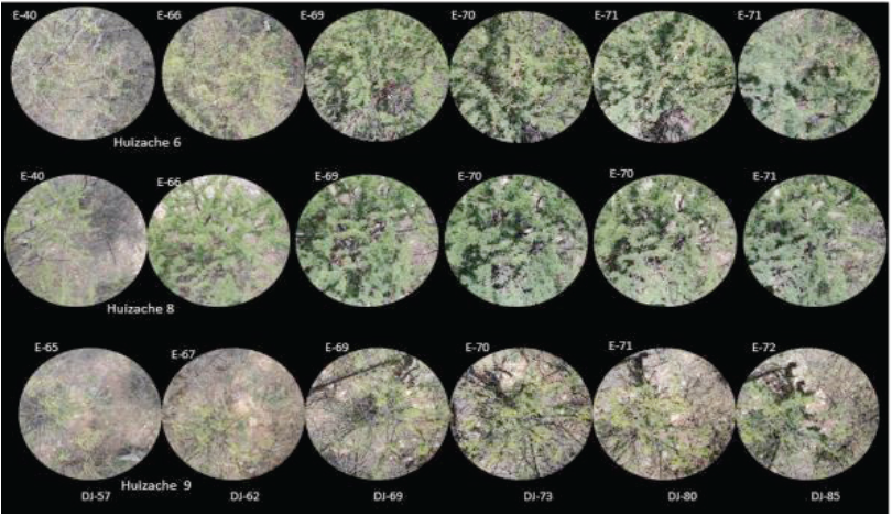 &Aacute;rboles de huizache 6, 8 y 9, con baja intensidad de floraci&oacute;n y follaje. Estadios fenol&oacute;gicos (E), d&iacute;as julianos (DJ). 