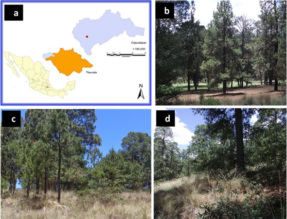 a) Zona de estudio; b) suelo agr&iacute;cola; c) bosque de pino/pastizal; d) bosque de pino en Calpulalpan, Tlaxcala, M&eacute;xico. Figure 1:a) Zona de estudio; b) suelo agr&iacute;cola; c) bosque de pino/pastizal; d) bosque de pino en Calpulalpan, Tlaxcala, M&eacute;xico. 