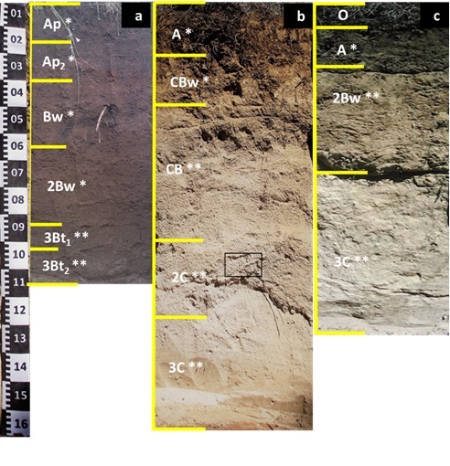Perfiles de suelos de acuerdo con su posici&oacute;n geomorgol&oacute;gica y material parental. a) pendiente alta; b) pendiente media; c) pendiente baja. Vitric Andosol de Calpulalpan, Tlaxcala. * Ceniza volc&aacute;nica, **lapillis. Figure 2: Soil profiles according to their geomorgological position and parental material. a) high slope; b) medium slope; c) low slope. Vitric Andosol from Calpulalpan, Tlaxcala. * Volcanic ash, ** lapillis.