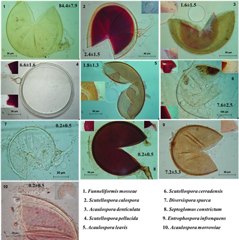 Especies de hongos micorr&iacute;zico arbusculares del suelo en el horizonte A de un Vitric Andosol en Calpulalpan, Tlaxcala, M&eacute;xico. Figure 4: Species of arbuscular mycorrhizal fungi of the soil in the horizon A of a Vitric Andosol in Calpulalpan, Tlaxcala, Mexico.