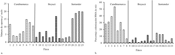 An&aacute;lisis simbi&oacute;tico en plantas de ca&ntilde;a en fincas muestreadas. a. Cuantificaci&oacute;n de esporas del suelo. b. Porcentaje de colonizaci&oacute;n en ra&iacute;ces. Figure 1: Symbiotic analysis in sugarcane plants on sampled farms. a. Quantification of soil spores. b. Percentage of colonization in roots.