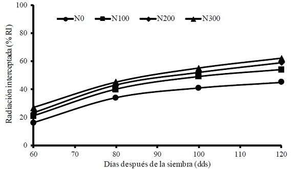 Dinámica de radiación interceptada (RI%) en el cultivo de ajo (Allium sativum L.). Montecillo, Texcoco, Estado de México, México. Otoño-primavera 2016-2017. N0 = testigo (sin aplicación de N); N100; N200 y N300 es la aplicación de 100, 200 y 300 kg de N ha-1, respectivamente.