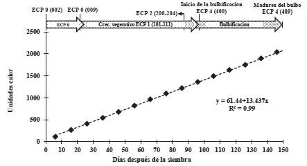 Relación entre unidades calor (ºC d) y la fenología en el cultivo de ajo. Montecillo, Texcoco, Estado de México, México. Otoño-primavera 2016-2017. ECP = etapa de crecimiento principal.