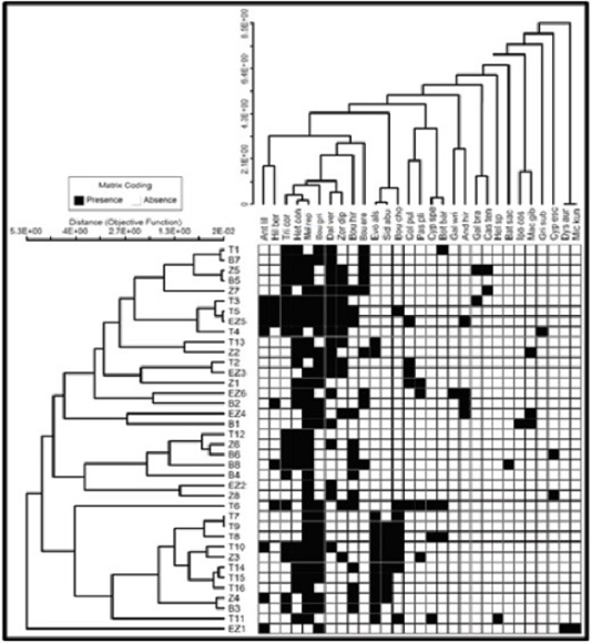 Agrupamiento de sitios de muestreo con base en presencia/ausencia de especies. † T1 a T16: 16 parcelas testigo; Z1 a Z8: ocho parcelas de muestreo en zanjas; B1 a B8: ocho parcelas de muestreo en bordo; EZ1 a EZ6: seis parcelas de muestreo en entre zanjas. Ant lil = Anthericum liliago L.; Hel sp = Heleocharis sp.; Cyp esc = Cyperus esculentus L.; Cyp spe = Cyperus spectabilis Link; Bou gri = Bouteloua griffithsii Columbus, Aliso; Bou ere = Bouteloua erecta (Vasey and Hack.) Columbus, Aliso; Bou hir = Bouteloua hirsuta Lag; Bou cho = Bouteloua chondrosioides (Kunth) Benth. ex S.Watson; Pas pli = Paspalum plicatulum Michx.; Het con = Heteropogon contortus (L.) Roem. and Schult.; Mel rep = Melinis repens (Willd.) C.E.Hubb.; Bat sac = Bathriochloa saccharoides (Sw.) Rydb; Hil ber = Hilaria belangeri (Steud.) Nash; And hir = Andropogon hirtiflorus (Nees) Kunth.; Mic kun = Microchloa kunthii Desv.; Bot bar = Bothriochloa barbinodis (Lag.) Herter; Mac gib = Macroptilium gibbosifolium (Ortega) A. Delgado; Dal ver = Dalea versicolor Zuuc.; Zor dip = Zornia diphylla Pers; Sid abu = Sida abutifolia P. Miller; Cas ten = Castilleja tenuiflora Benth; Tri cor = Tridax coronopifolia (Kunth.) Hemsl.; Dys aur = Dyssodia aurantiaca B. L. Rob.; Gri sub = Grindelia subdecurrens DC; Evo als = Evolvulus alsinoides var. angustifolius (L.) Torr.; Ipo cos = Ipomoea costellata Torr.; Col pul = Cologania pulchella Kunth; Gal bra = Galactia brachystachys Benth.; Gal wri = Galactia wrightii A. Gray.