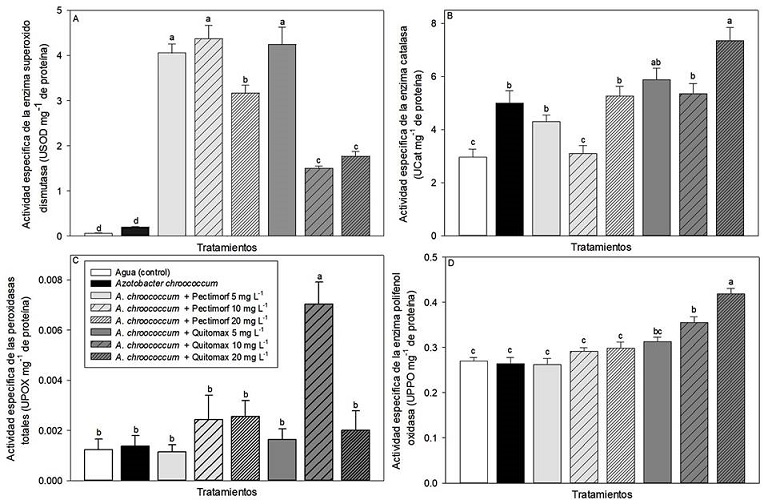 Actividad enzim&aacute;tica de A) super&oacute;xido dismutasa, B) catalasa, C)
								peroxidasas totales y D) polifenol oxidasa en pulpa de calabacita
									(Cucurbita pepo L.) var. &lsquo;Grey Zucchini&rsquo; con
								tratamientos a base de bacterias promotoras de crecimiento
									(Azotobacter chroococcum) y oligosacarinas
								(productos Pectimorf&reg; y Quitomax&reg;).