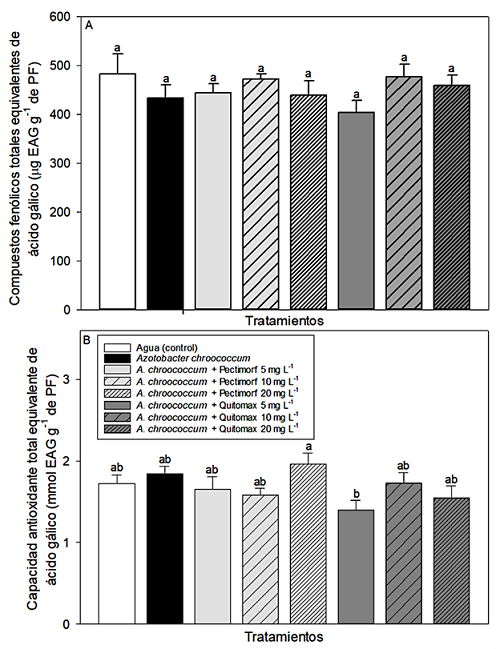 Contenido antioxidante: A) compuestos fen&oacute;licos totales (g EAG
									g-1 de peso fresco), B) capacidad antioxidante total
								(g EAG g-1 de peso fresco) en pulpa de calabacita
									(Cucurbita pepo L.) var. 'Grey Zucchini' con
								tratamientos con bacterias promotoras de crecimiento
									(Azotobacter chroococcum) y oligosacarinas
								(productos Pectimorf&reg; y Quitomax&reg;).