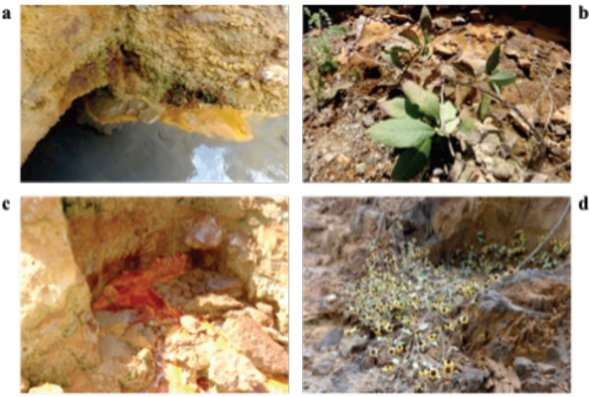 Sitios de muestreo en los jales El Fraile, a) agua, b) suelo, c)
							lixiviados y d) rizosfera. (fuente: LMM y BA).