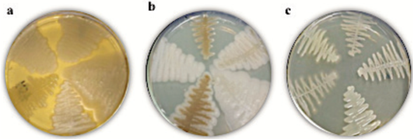 Ejemplos de los cambios de la morfología colonial de las cepas en presencia y ausencia de metales. a) Control (-) sin metal, b) Pb2+ y c) Zn2+.