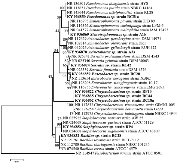 Árbol filogenético obtenido a partir de la secuencia de nucleótidos
							del gen 16S ARNr de 10 aislados bacterianas de los jales mineros El
							Fraile (negritas). Fusobacterium varium (ATCC 8501) fue
							incluida como grupo externo. El árbol se construyó utilizando el método
							Neighbor-Joining con 1000 réplicas de Bootstrap (Saitou y Nei, 1987).