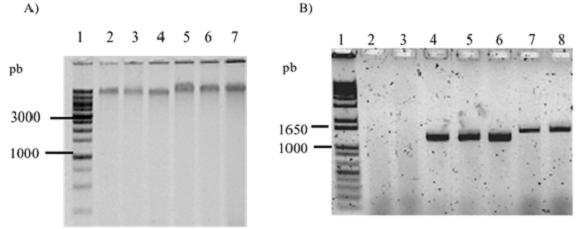 Determinación de la presencia de Candidatus Liberibacter asiaticus (Clas) en plantas de limón mexicano inoculadas con la bacteria fitopatógena Candidatus. A) Extracción de ADN de plantas de limón mexicano, utilizando el protocolo de CTAB a 3%. Carril 1: 1 Kb Leadder Plus (Invitrogen); carril de 2 al 7: ADN de plantas de limón con y sin inoculación de CLas. B) Determinación de la presencia de CLas en árboles de limón mediante PCR punto final (1167 pb) de plantas injertadas con varetas de árboles enfermos con HLB. Carril 1: 1 Kb Leadder Plus (Invitrogen); carril 2: plantas no inoculadas con CLas y con tratamiento de fertilización química (Q); carril 3: plantas no inoculadas con CLas y con tratamiento de fertilización orgánica (O); carril 4: plantas inoculadas con CLas y con tratamiento de fertilización química (QCLas); carril 5: plantas inoculadas con CLas y con tratamiento de fertilización orgánica (OCLas); carril 6: plantas inoculadas con CLas y con inoculación de Bacillus subtilis (BsCLas); carril 7: plantas inoculadas con CLas y con inoculación de Funneliformis mosseae (FmCLas); carril 8: plásmido con ADN de CLas. Figure 1: Determination of Candidatus Liberibacter asiaticus (CLas) in Mexican lime plants inoculated with the phytopathogenic bacterium Candidatus. A) DNA extraction from Mexican lime plants using the protocol CTAB. Lane 1: 1 Kb Ladder Plus (Invitrogen); lane 2 to 7: DNA from Mexican lime with and without inoculation of CLas. B) Determination of CLas in Mexican lime trees by endpoint PCR (1167 pb) of plants grafted with spikes of trees infected with HLB. Lane 1: 1 Kb Ladder Plus (Invitrogen); lane 2: plants without inoculation with CLas and treated with chemical fertilization (Q); lane 3: plants without inoculation with CLas and treated with organic fertilization (O); lane 4: plants inoculated with CLas and treated with chemical fertilization (QCLas); lane 5: plants inoculated with CLas and treated with organic fertilization (OCLas); lane 6: plants inoculated with CLas and Bacillus subtilis (BsCLas); lane 7: plants inoculated with CLas and Funneliformis mosseae (FmCLas); lane 8: plasmid with CLas DNA.