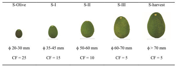 Amount of collected fruit (CF) per tree at each stage (S) of fruit development (mm diameter).