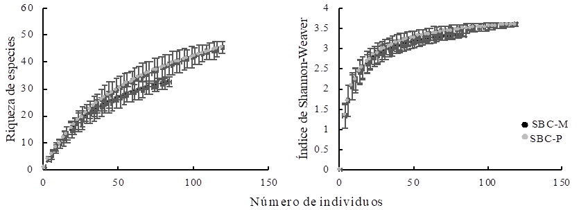 Curvas de rarefacci&oacute;n de riqueza e &Iacute;ndice de Shannon-Weaver, con el software
								EcoSim en dos condiciones de desarrollo arb&oacute;reo en selvas bajas
								caducifolias en la costa de Oaxaca. Las barras de error representan
								los intervalos de confianza (P <
								0.05).