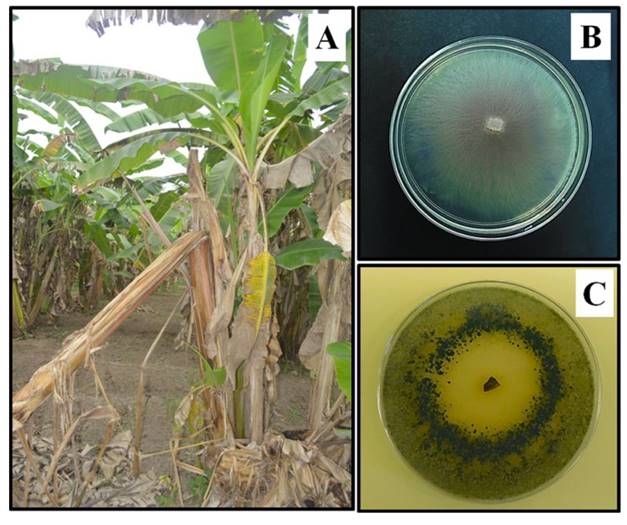 Symptoms of Fusarium wilt or Panama disease in a plantation of &ldquo;pl&aacute;tano macho&rdquo; from the coast of Oaxaca, southern Mexico (A). Growth of Fusarium oxysporum f sp. Cubense in potato dextrose agar, mycelium is initially white and later turns into red to purple (B). Trichoderma sp. Growing in potato dextrose agar, production of a ring of green conidia is characteristic of this fungus (C).