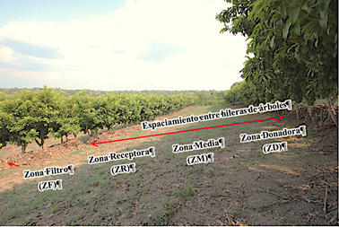 Sistema MIAF ubicado dentro del sitio experimental ATF en la comunidad Axoch&iacute;o, San Andr&eacute;s Tuxtla, Veracruz de Ignacio de la Llave.
