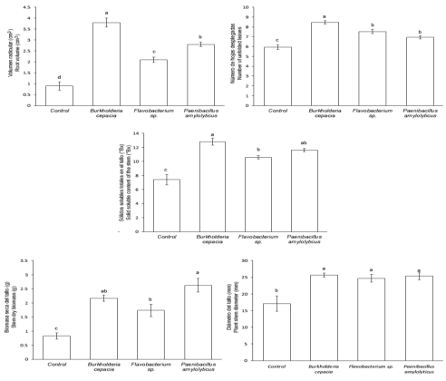 Valor medio &plusmn; error est&aacute;ndar en algunas variables de crecimiento y contenido de s&oacute;lidos solubles totales en el tallo o &ldquo;pi&ntilde;a&rdquo; (tallo sin hojas) de plantas de Agave potatorum Zucc. inoculadas con bacterias fijadoras de nitr&oacute;geno de vida libre en ambientes semi-controlados despu&eacute;s de 48 semanas de evaluaci&oacute;n. 