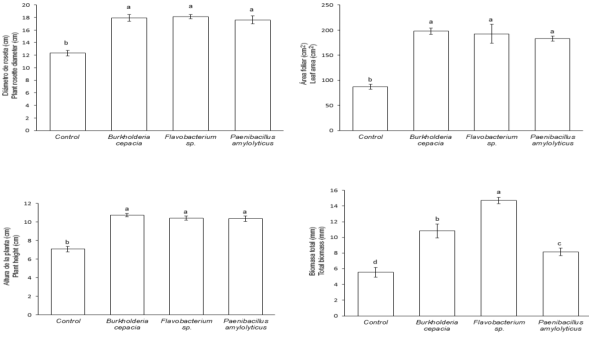 Valor medio &plusmn; error est&aacute;ndar en algunas variables de crecimiento de plantas de Agave potatorum Zucc. inoculadas con bacterias fijadoras de nitr&oacute;geno de vida libre en ambientes semi-controlados despu&eacute;s de 48 semanas de evaluaci&oacute;n.