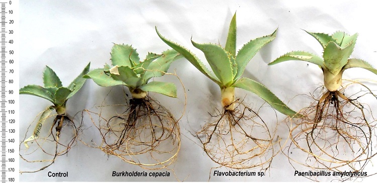 Efecto de bacterias fijadoras de nitr&oacute;geno de vida libre en la altura de plantas de Agave potatorum Zucc. en ambientes semi-controlados despu&eacute;s de 48 semanas de evaluaci&oacute;n. 