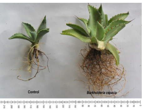 Efecto de bacterias fijadoras de nitr&oacute;geno de vida libre en el volumen radicular de Agave potatorum Zucc. en ambientes semi-controlados despu&eacute;s de 48 semanas de evaluaci&oacute;n. 