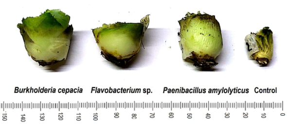 Efecto de bacterias fijadoras de nitr&oacute;geno de vida libre en el di&aacute;metro del tallo o &ldquo;pi&ntilde;a&rdquo; (tallo sin hojas) de Agave potatorum Zucc. en ambientes semi-controlados despu&eacute;s de 48 semanas de evaluaci&oacute;n. Divisiones en la escala = 1 mm.