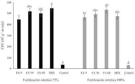 Unidades formadoras de colonias contabilizadas en raíces de plantas de pimiento morrón variedad ‘California Wonder’, biofertilizadas con cepas de Pseudomonas putida y plantas control con fertilización sintética, a los 135 días posteriores al transplante. 