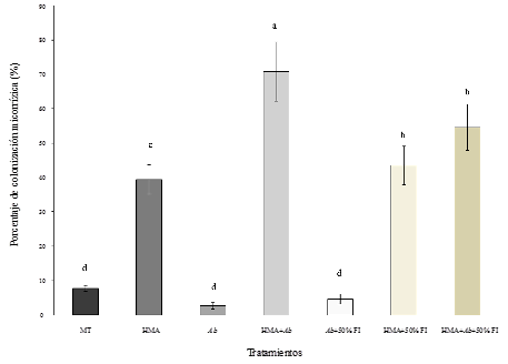 Colonizaci&oacute;n micorriz&oacute;gena en ra&iacute;ces de ma&iacute;z (Zea mays) a los 60 DDS. 
