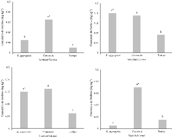 Contenido de fósforo en hojas de café de variedad a) Garnica, b) Catimor, c) Caturra y d) Catuaí, inoculadas con dos inóculos micorrízicos Rhizophagus aggregatus y el consorcio, respecto a las plantas testigo, a 335 dds.