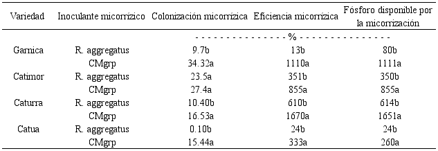 Eficiencia de la simbiosis Rhizophagus aggregatus micorriza-café y disponibilidad de fósforo.