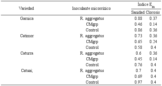 Índice Em en cuatro variedades de café por efecto de dos inoculantes micorrízicos.