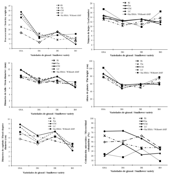 Interacciones entre los factores in&oacute;culo de hongos micorr&iacute;zicos arbusculares (HMA) y variedades ornamentales de girasol en maceta a cielo abierto a los 70 d&iacute;as despu&eacute;s del trasplante (&eacute;poca de lluvias, 2017; Zapopan, Jalisco). 