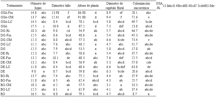 Crecimiento de variedades de girasol ornamental inoculadas con hongos micorr&iacute;zicos arbusculares (HMA) a los 70 d&iacute;as despu&eacute;s del trasplante (&eacute;poca de lluvias 2017, Zapopan Jalisco).