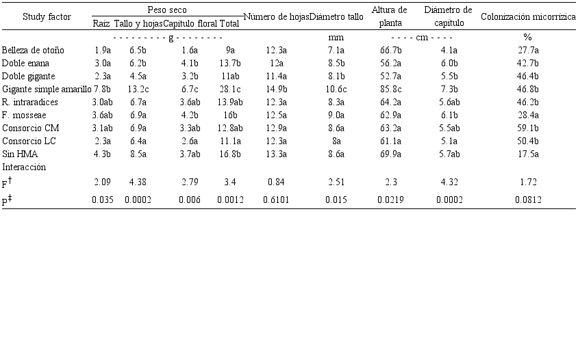 Efecto de in&oacute;culos de HMA y variedades ornamentales de girasol en el crecimiento vegetal a los 70 d&iacute;as despu&eacute;s del trasplante (&eacute;poca de lluvias; Zapopan, Jalisco).