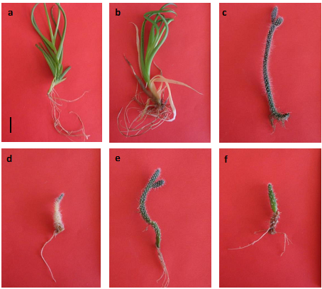 Comportamiento morfológico de las plantas sometidas a metales pesados: (a) Agave obscura, control; (b) A. obscura, 0.009 mM de Cd; (c) Opuntia cochenillifera, control; (d) O. cochenillifera, 0.8 mM de Pb; (e) O. ficus-indica, control y (f) O. ficus-indica, 0.8 mM de Pb en zonas áridas de México.