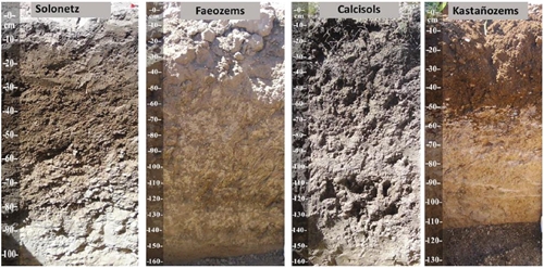Perfiles de los principales suelos de referencia que se presentan en el ejido de Santa Cruz de Guadalupe, Durango, M&eacute;xico
