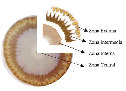 Zonas del cromatograma en la cromatograf&iacute;a de Pfeiffer.  