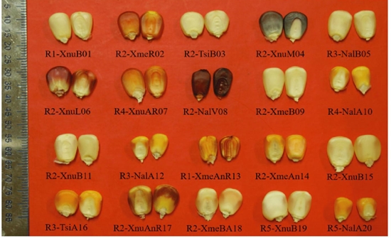 Clasificación de los genotipos de maíces criollos de cinco regiones (R) de Yucatán, México. Razas (Xnu = Xnuuk-nal; Xme = Xmejen nal; Tsi = Ts´íit bakal; Nal = Nal t’eel). Coloración del grano (B = blanco; R = rojo; M = morado; L = lila; AR = anaranjado con rojo; V = vino; A = amarillo; AnR = anaranjado con rojo; An = anaranjado; BA = blanco con amarillo)