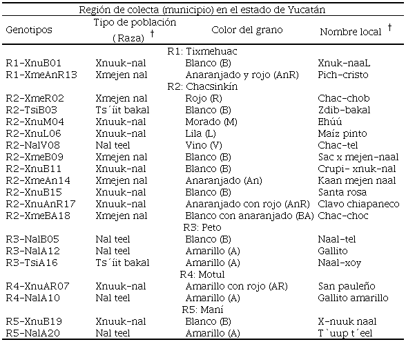 Genotipos colectados de maíces criollos cultivados en cinco regiones de Yucatán, México
