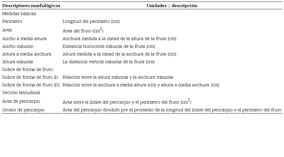 Descriptores morfol&oacute;gicos de fruto de tomate uva