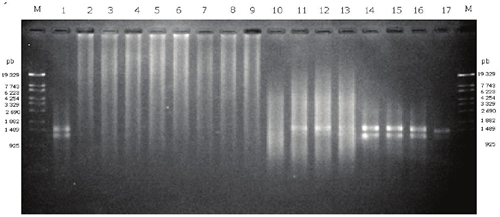 The agarose gel display PCR products. Lane 1, positive control using DNA of Pseudomonas syringae pv. phaseolicola; lane 2-9 without BSA. Lane 2, Texcoco-1; lane 3, Texcoco-2; lane 4, Texcoco-3; lane 5, Acolman extracted with Power Soil DNA kit; Lane 6, Texcoco-1; lane 7, Texcoco-2; lane 8, Texcoco-3; lane 9 Acolman extracted with the technique reported. lane 10-17 with BSA 6 mg mL-1. Lane 10, Texcoco-1; lane 11, Texcoco-2; lane 12, Texcoco-3; lane 13, Acolman extracted with Power Soil DNA kit; Lane 14, Texcoco-1; lane 15, Texcoco-2; lane 16, Texcoco-3; lane 17 Acolman extracted with technique developed.