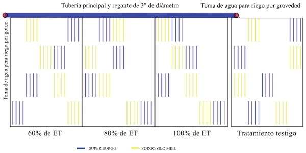 Croquis del experimento de dos variedades de sorgo y cuatro tratamientos de riego. Cabe se&ntilde;alar que en los espacios vac&iacute;os se encontraba sembrado ma&iacute;z.