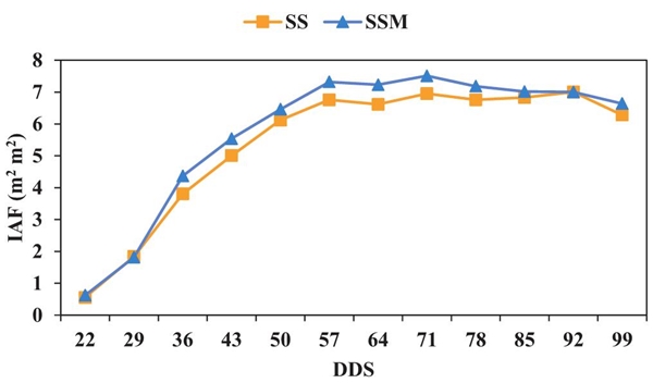 Comportamiento de &iacute;ndice de &aacute;rea foliar (IAF) (m2 m2) de dos variedades de sorgo durante el ciclo de producci&oacute;n de verano 2019.